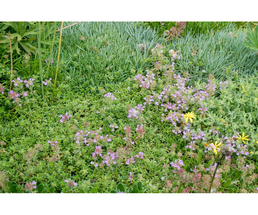 Pink Chintz Thyme